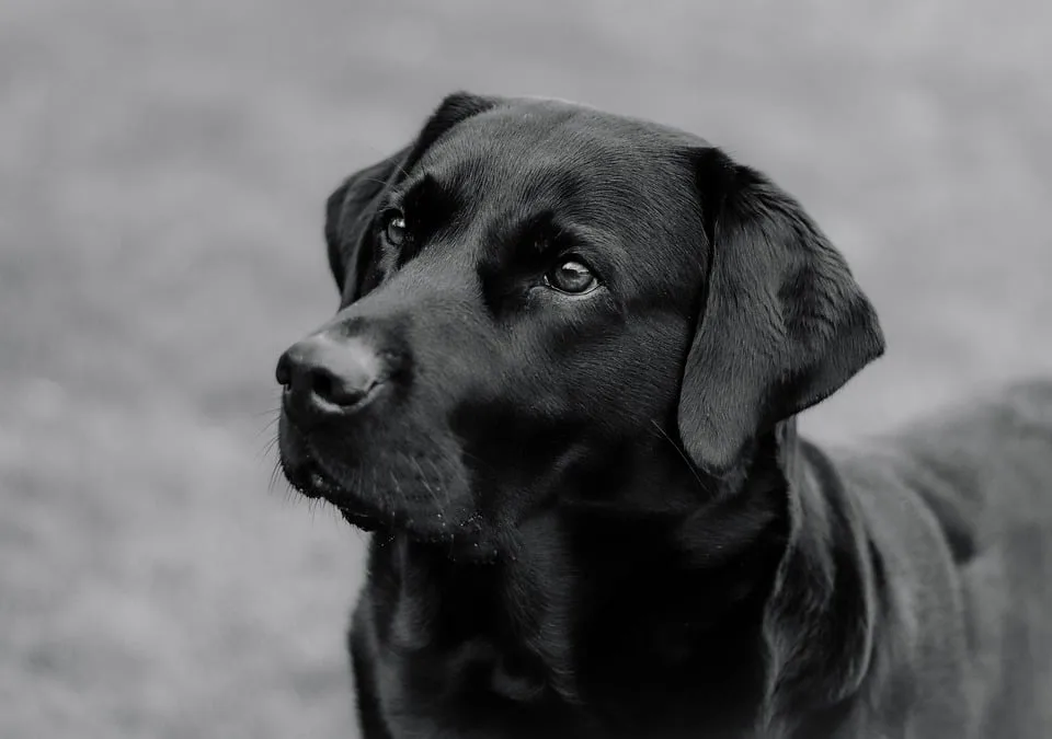 Grausiger Fund In Gronau Hund Entdeckt Leichen Am Maisfeld Jpg.webp