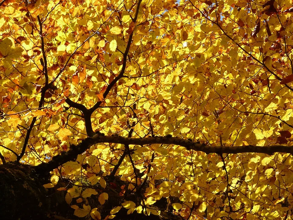 Herbst Naht Experten Warnen Vor Wetterbedingtem Temperatursturz In Berlin Jpg.webp