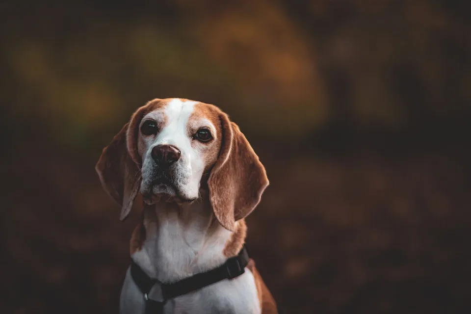 Hundeauslaufzone In Hamburg Hamm Neues Konzept Nach Nachbarschaftskonflikt Jpg.webp