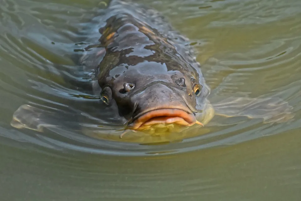 Karpfen Zeit In Franken Die Besten Adressen Fuer Fischliebhaber Jpg.webp