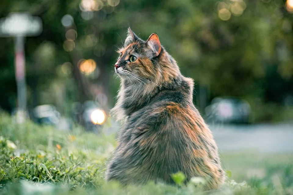 Kater Larry Bekommt Konkurrenz Neue Katze Zieht In Downing Street Jpg.webp