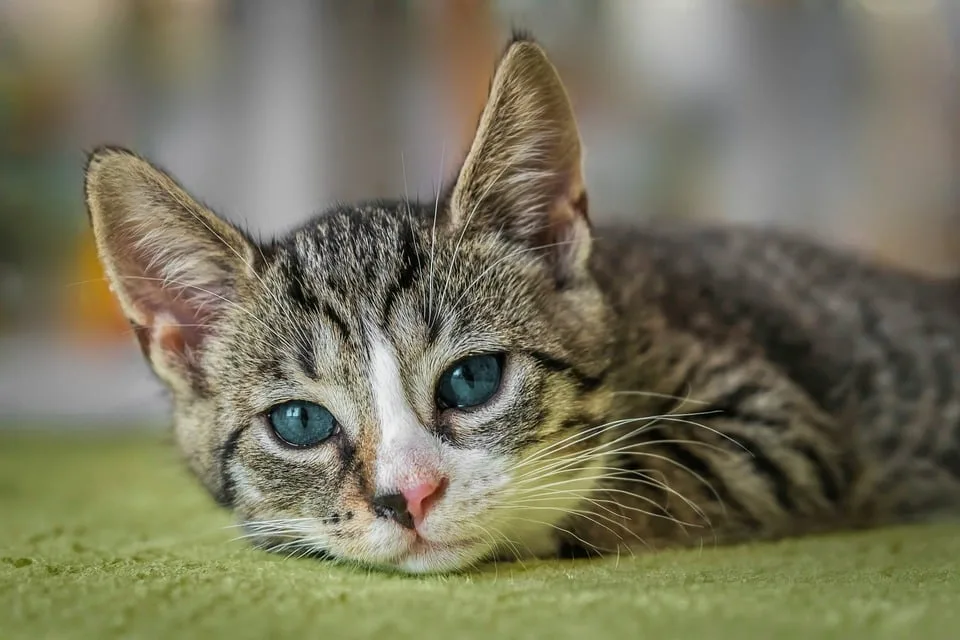 Katzenwelle Im Rhein Kreis Tierheime Kaempfen Gegen Ueberflutung Jpg.webp