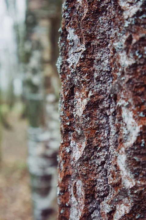 Klimatag Bad Kissingen Gemeinsam Fuer Eine Nachhaltige Zukunft Jpg.webp