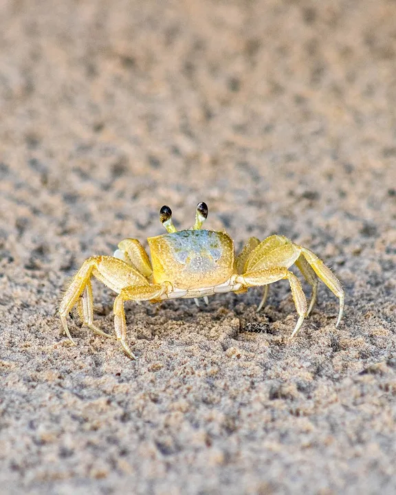 Krabbenpreise Gefallen Kommt Das Krabbenbroetchen Zurueck Jpg.webp