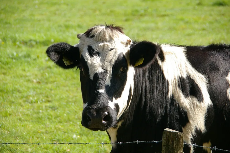 Milchwerke Berchtesgadener Land Auszeichnung Fuer Vorbildliche Nachhaltigkeit Jpg.webp