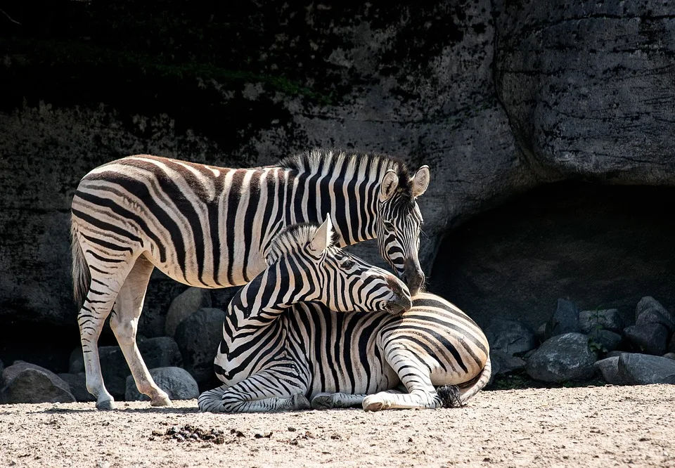 Niedersaechsische Zootage 2024 Gratis Zoo Besuch Fuer Jahreskarteninhaber Jpg.webp