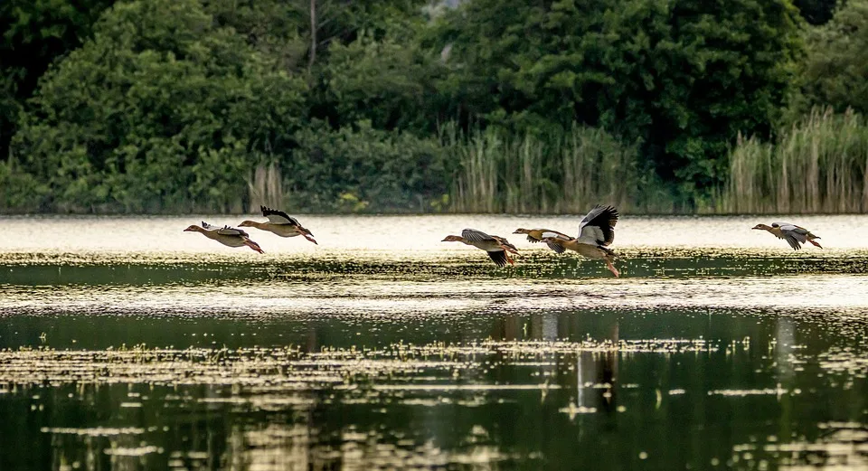 Nilgaense Vor Frankfurt Experten Warnen Vor Unkontrollierter Verbreitung Jpg.webp