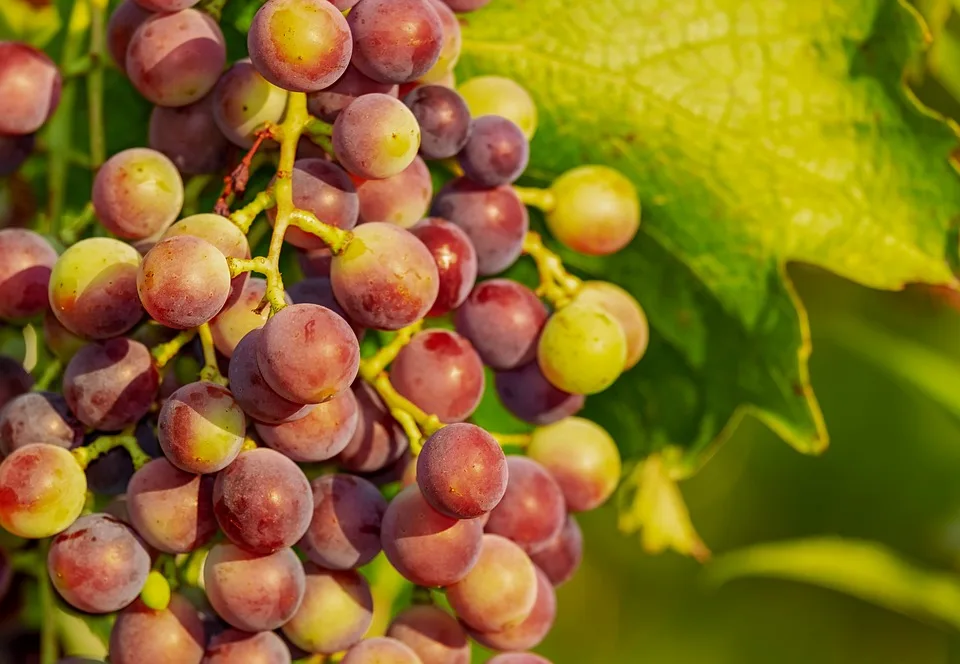 Obstdiebstahl In Der Region Bauern Wehren Sich Gegen Mundraub Jpg.webp