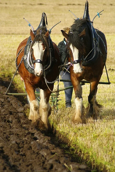 Perfekte Furchen Pflueger Messen Sich Bei Meisterschaft In Langenau Jpg.webp