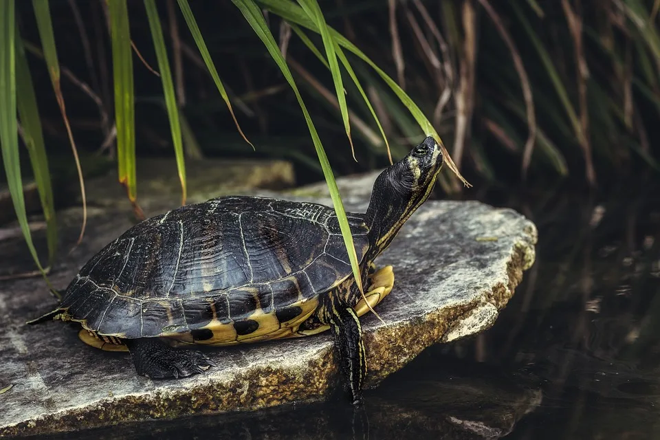 Polizei Sucht Vermisste Schildkroete Guenther In Schwandorf – Hinweise Erbeten Jpg.webp