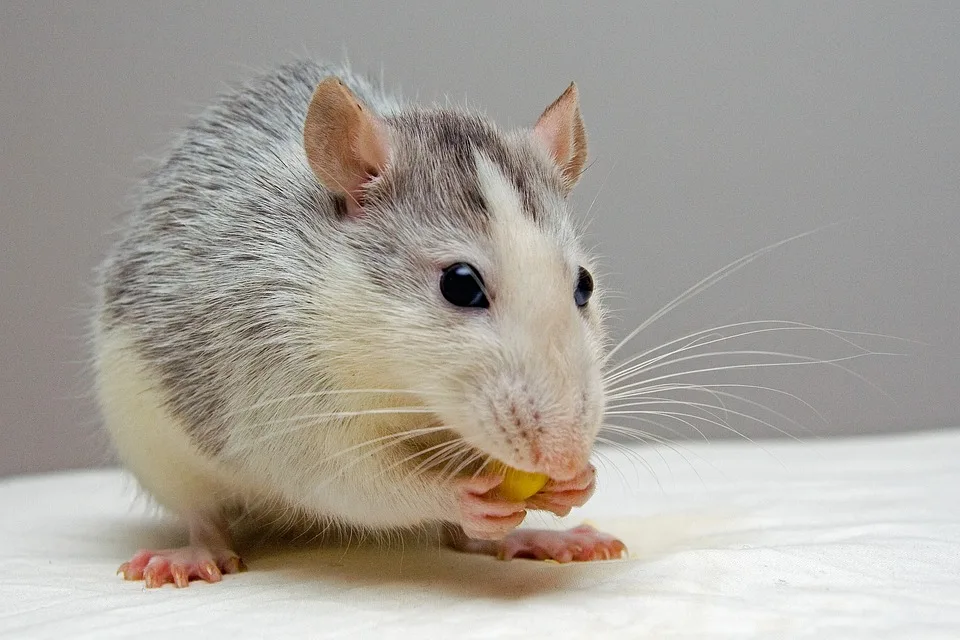 Ratten In Meran Die Stille Plage Im Malerischen Suedtirol Jpg.webp