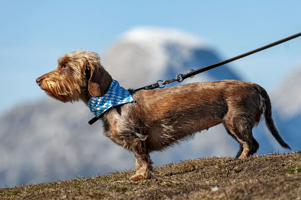 Recklinghausen Polizei Sucht Zeugen Nach Toedlichem Hundeunfall Jpg.webp