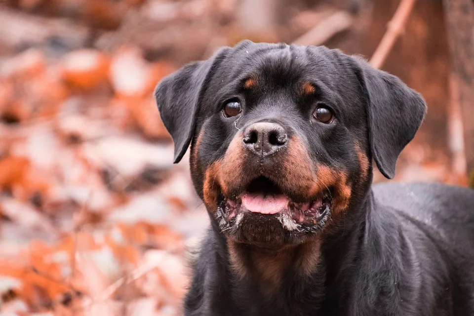 Rottweiler Bahnhof Mann Erleidet Schweren Stromschlag Nach Mutiger Kletteraktion Jpg.webp