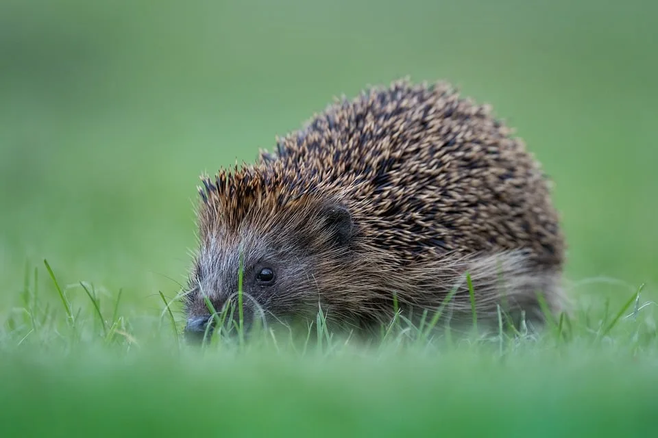 Schutz Fuer Igel Tierschuetzer Fordern Nachtfahrverbot Fuer Maehroboter Jpg.webp