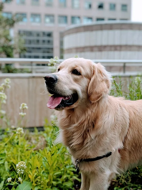 Sechs Leidende Golden Retriever Welpen Aus Illegalem Transport Gerettet Jpg.webp