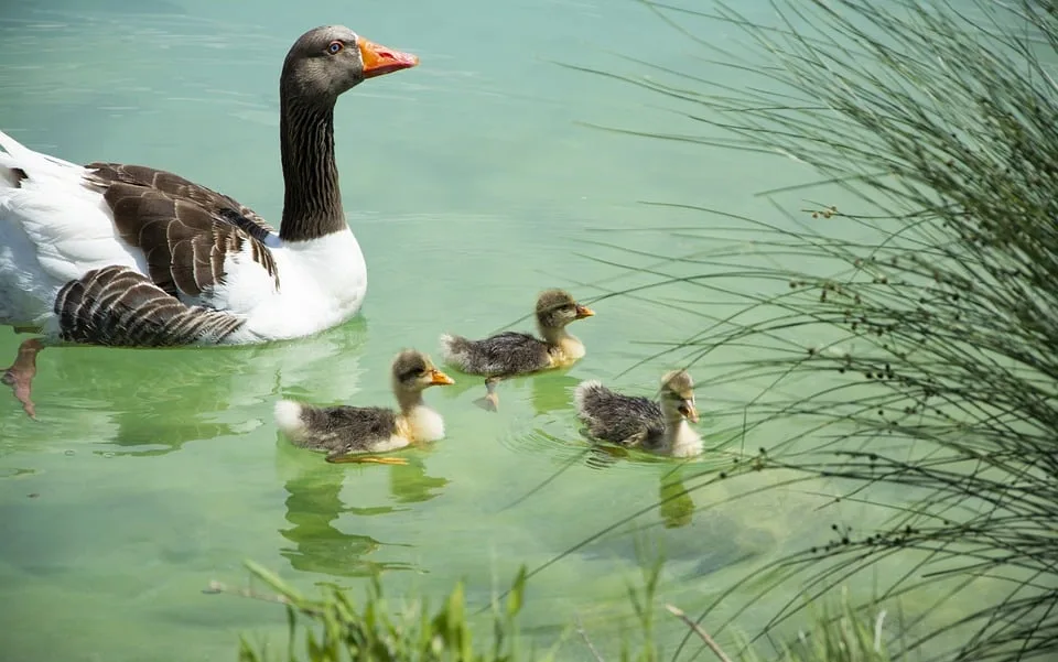 Sommerliches Hitzechaos Temperaturrekorde In Ostdeutschland Gebrochen Jpg.webp