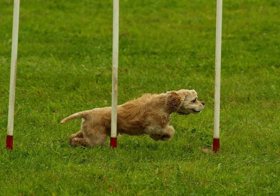 Sportboot Unfall Bei Knetzgau Insassen Und Hund Retten Sich Ans Ufer Jpg.webp