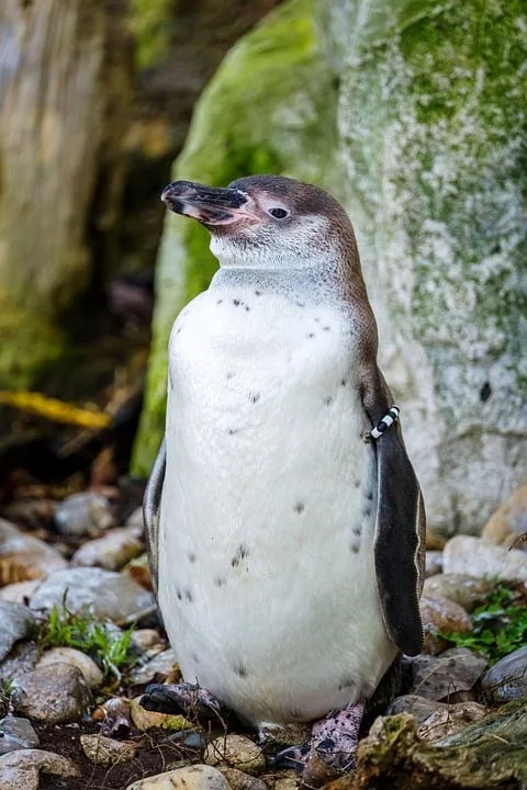 Spreewelten Pinguindame Mila Neues Kapitel Fuer Artenschutz In Luebbenau Jpg.webp