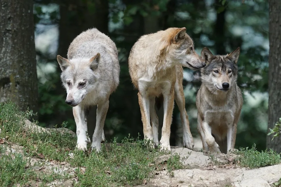 Steigende Kosten Fuer Wolfsmanagement In Rheinland Pfalz Ein Ueberblick Jpg.webp