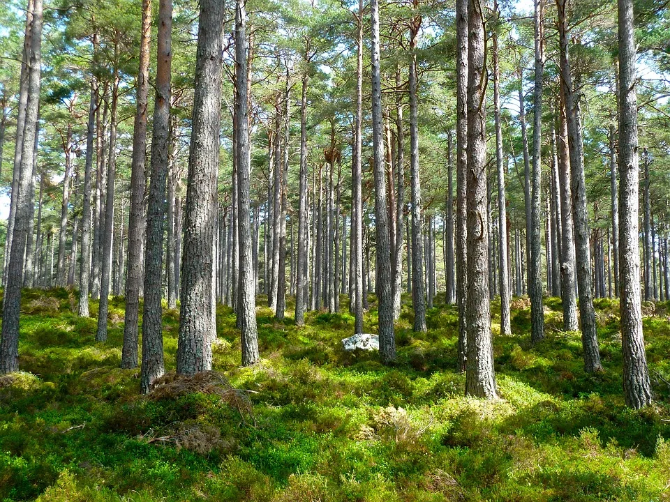 Studie Zeigt Anstieg Der Waldbrandgefahr In Deutschlands Naturschutzgebieten Jpg.webp