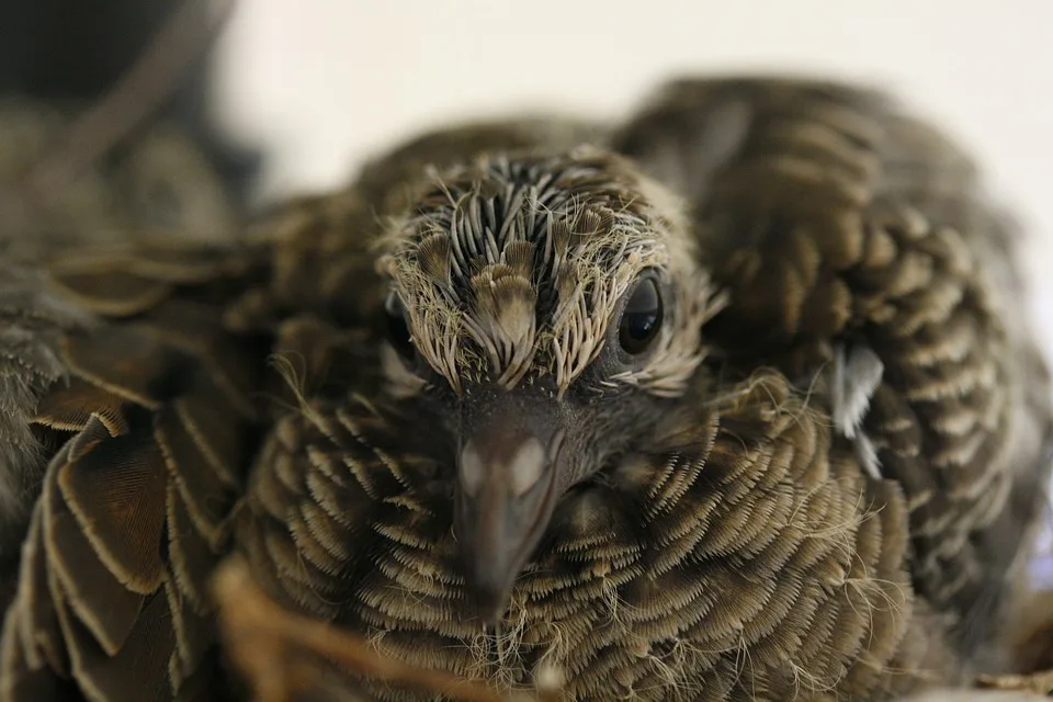 Trauerfeier Fuer Maori Koenig Ein Neues Kapitel Mit Tochter Als Nachfolgerin Jpg.webp