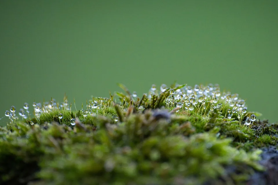 Unter Kontrolle Wetterwechsel Bringt Hoffnung Fuer Den Brocken Waldbrand Jpg.webp