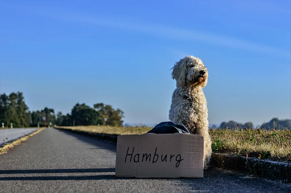 Verengte A1 Bei Hamburg Bauarbeiten Sorgen Fuer Verkehrsbehinderungen Jpg.webp