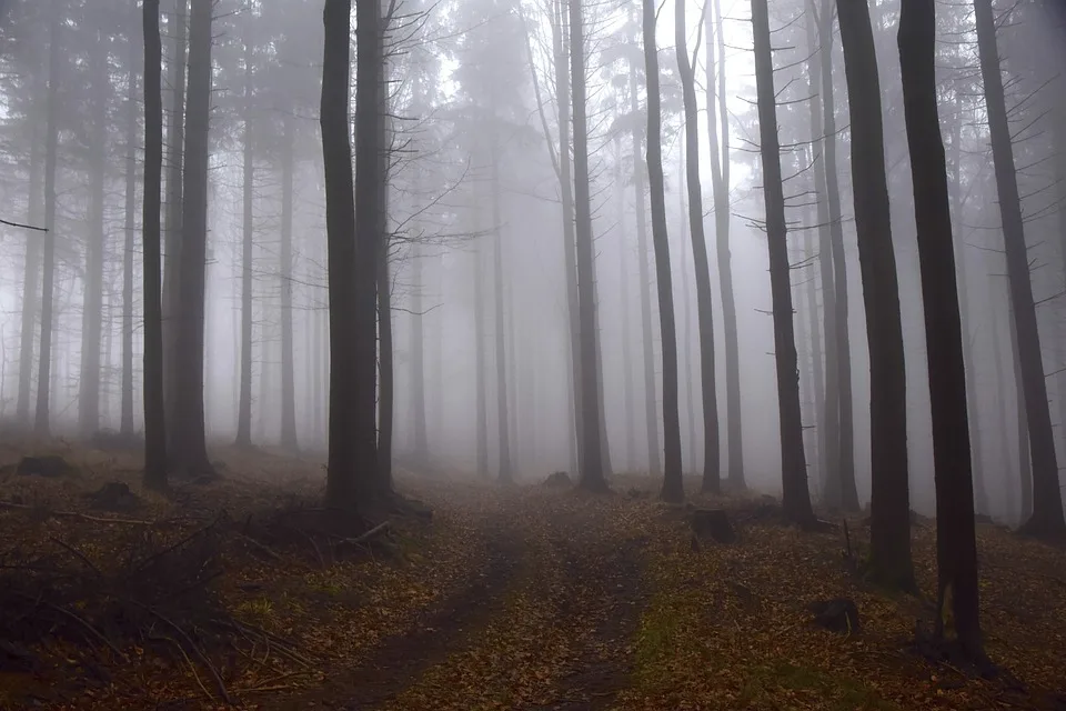 Waldbrand Am Brocken Einsatzkraefte Hoffen Auf Erloesenden Regen Jpg.webp