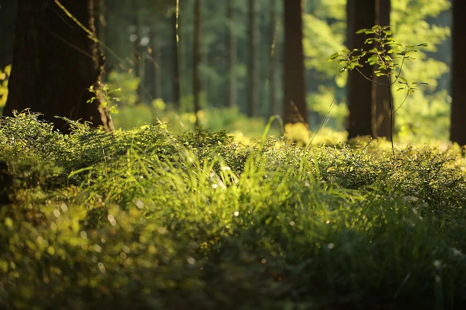 Waldbrand Am Brocken Evakuierung Und Luftunterstuetzung Geplant Jpg.webp