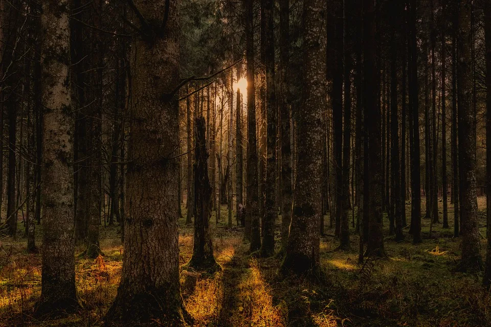 Waldbrand Im Harz Einsatzkraefte Kaempfen Gegen Flammen Und Wind Jpg.webp