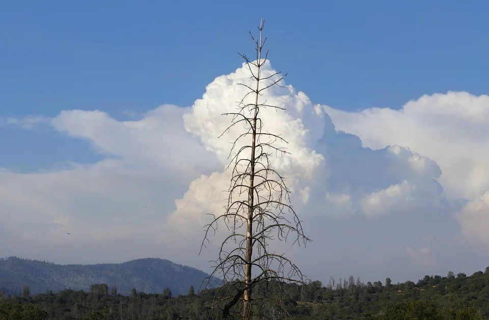 Waldbrand In Oranienbaum Woerlitz Mehrere Feuerwehren Im Grosseinsatz Jpg.webp