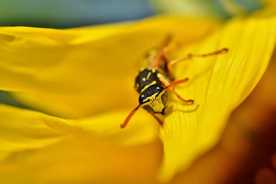 Wespenplage Im Chiemgau Wie Allergiker Und Notdienste Betroffen Sind Jpg.webp