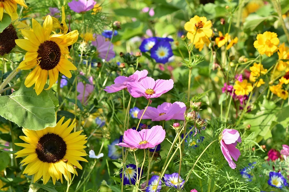 Wildpflanzen In Wesel Schoenheit Oder Unfug Die Debatte Zur Gartenschau Jpg.webp