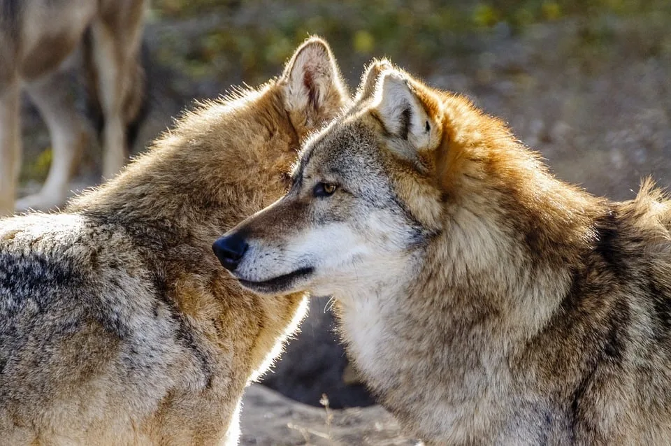 Woelfin In Der Rhoen Erschossen Emotionale Debatte Entfacht Jpg.webp