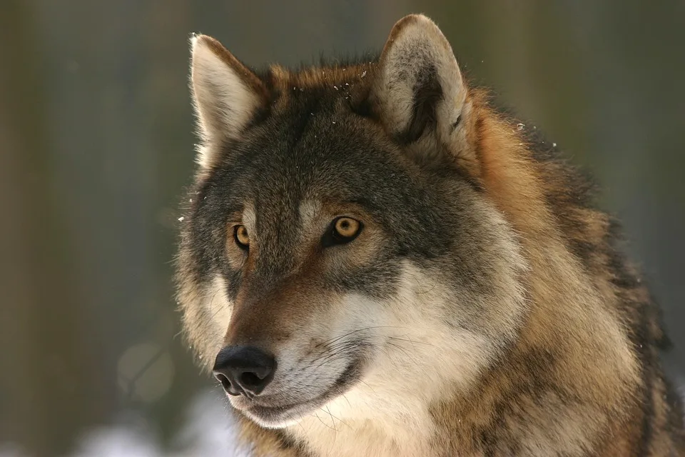 Wolfabschuss In Bayern Falsches Tier Getroffen Uebeltaeter Auf Der Flucht Jpg.webp