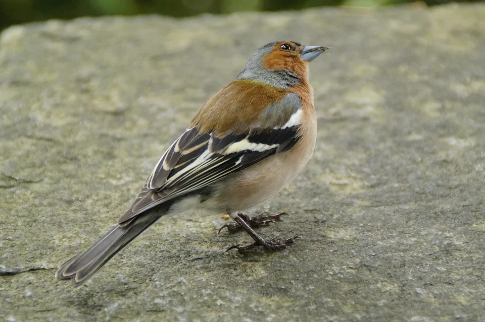 Chaffinch 785378 960 720 Jpg.webp