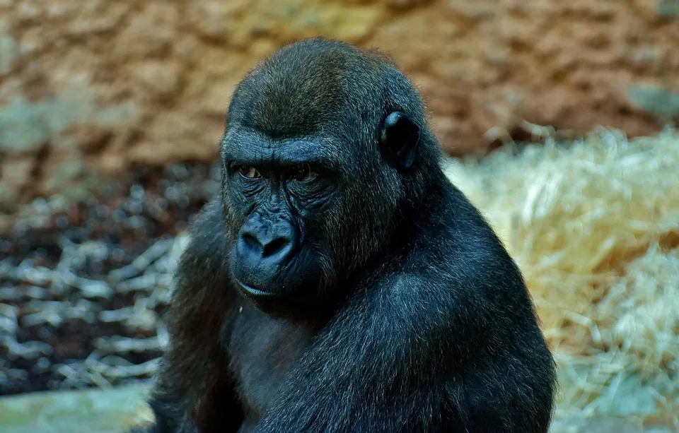 Gorilla 2869704 960 720 Jpg.webp