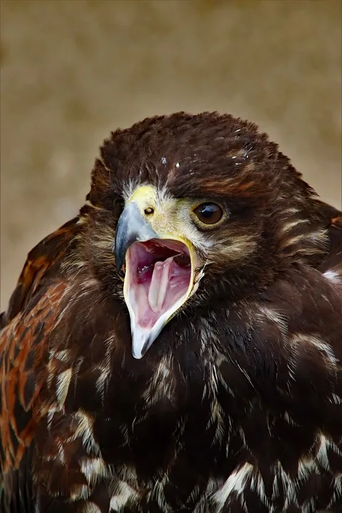 Harris Hawk 2253494 960 720 Jpg.webp