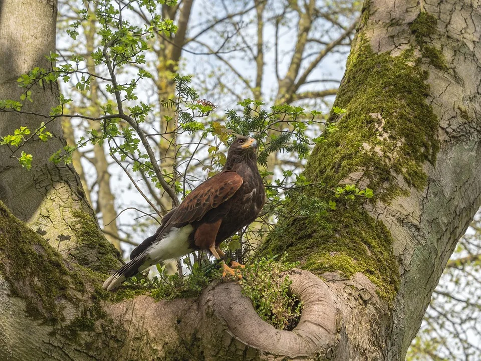 Harris Hawk 3365037 960 720 Jpg.webp