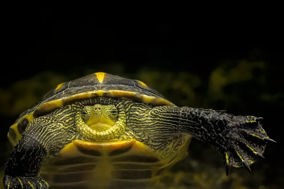 Quotschildkroete Im Karton Tierschutzverstoss In Plettenberg Entdecktquot Jpg.webp