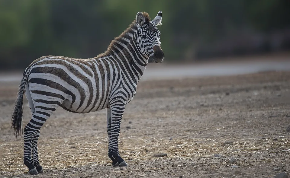 Zebra 5220420 960 720 Jpg.webp