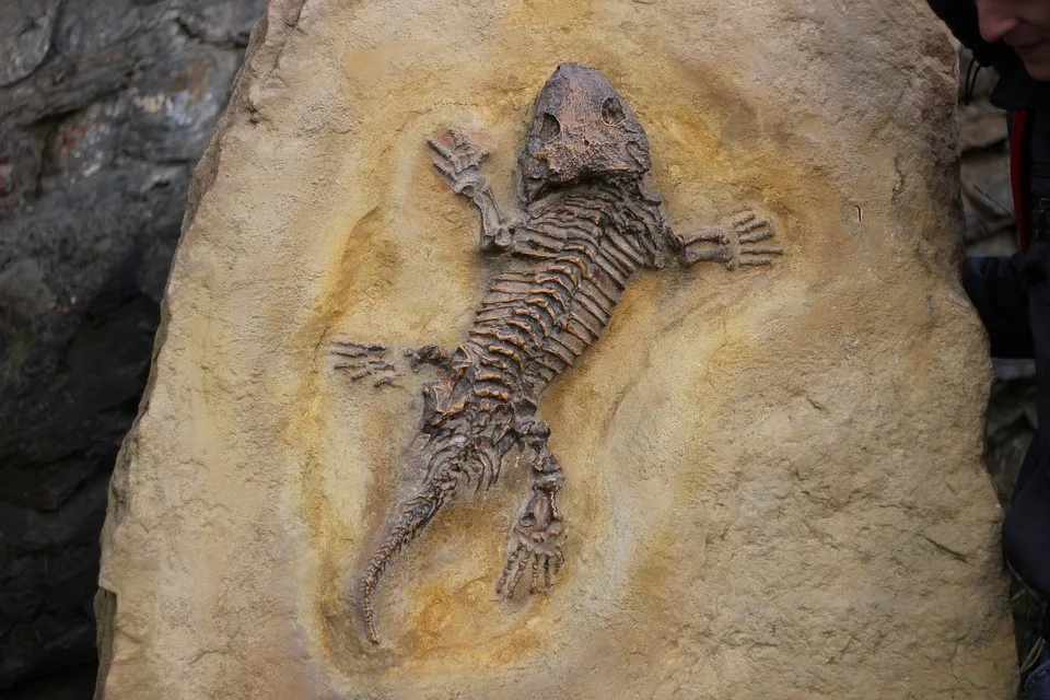 „auf Den Spuren Von Mary Anning Fossilienexpedition An Der Jurassic Jpg.webp