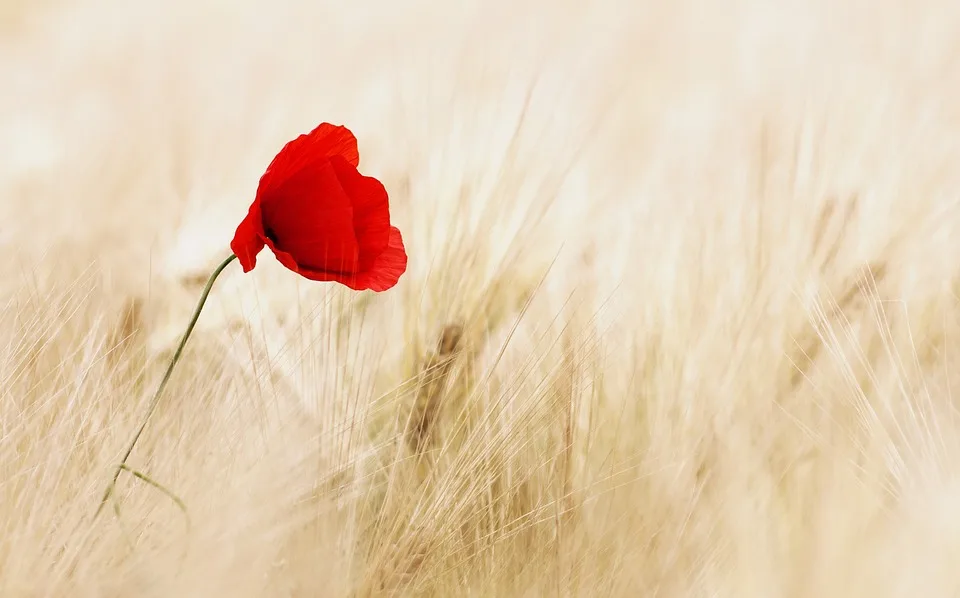 „blumen Gegen Den Mindestlohn Floristen Im Wartburgkreis Kaempfen Um Fairen Jpg.webp