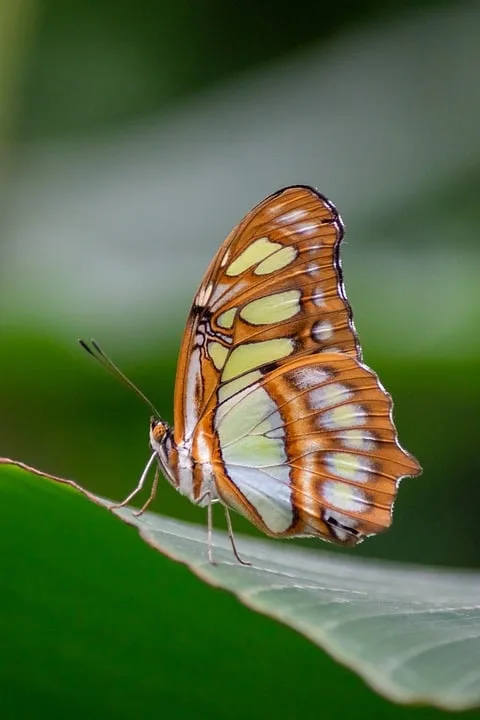 „butterflymesser Bei Grenzkontrolle In Zittau Sichergestellt Jpg.webp