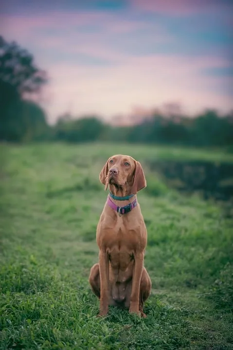 „schaeferhuendin Bianca Rtl Show Gibt Hoffnung Fuer Unvermittelbare Hunde Jpg.webp