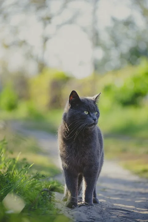 „unsichtbarer Kater Maxel Sucht Liebevolles Zuhause In Kronach Jpg.webp