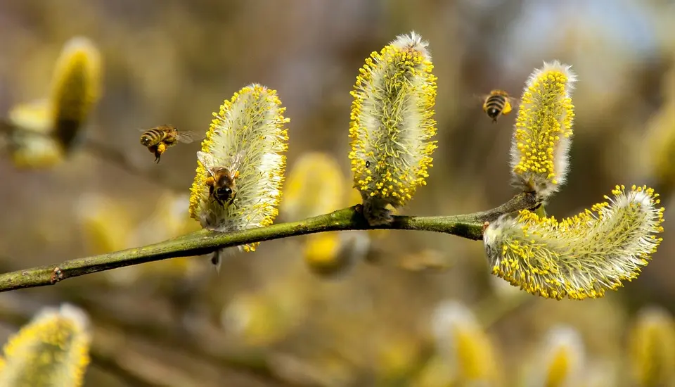 In Wieselburg gekürt - Einige Zwettler Imker haben „goldenen“ Honig