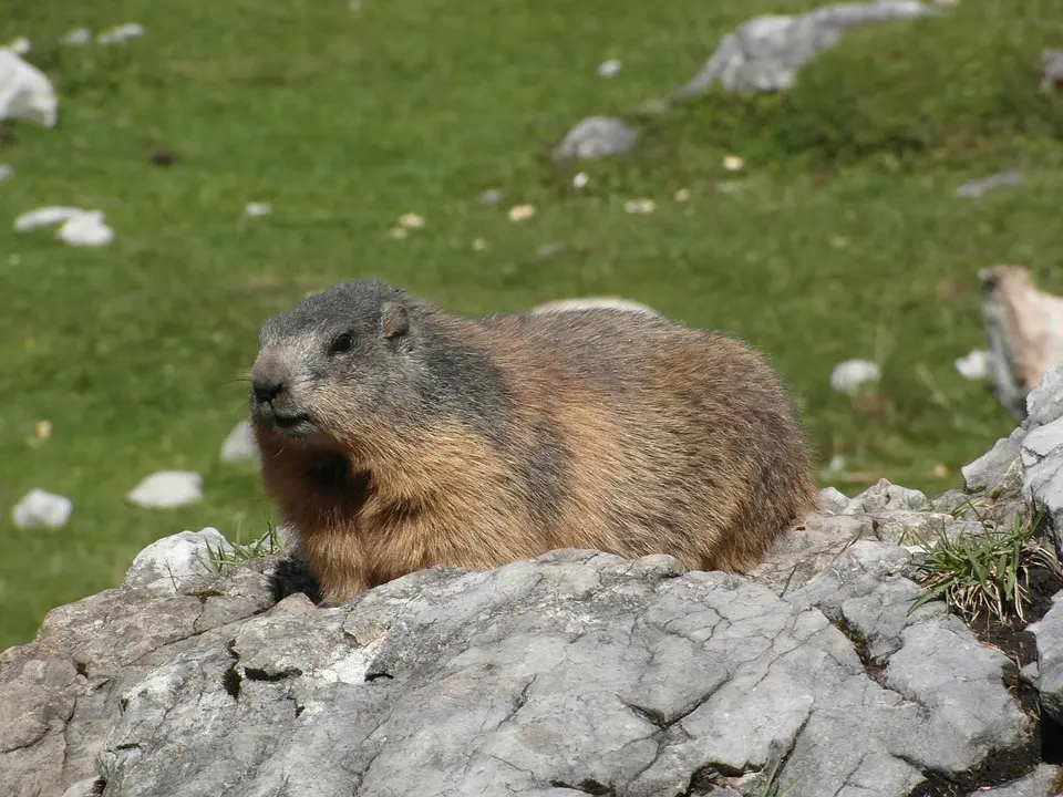 Genussreise durch die Alpen: Höhepunkte der Küche