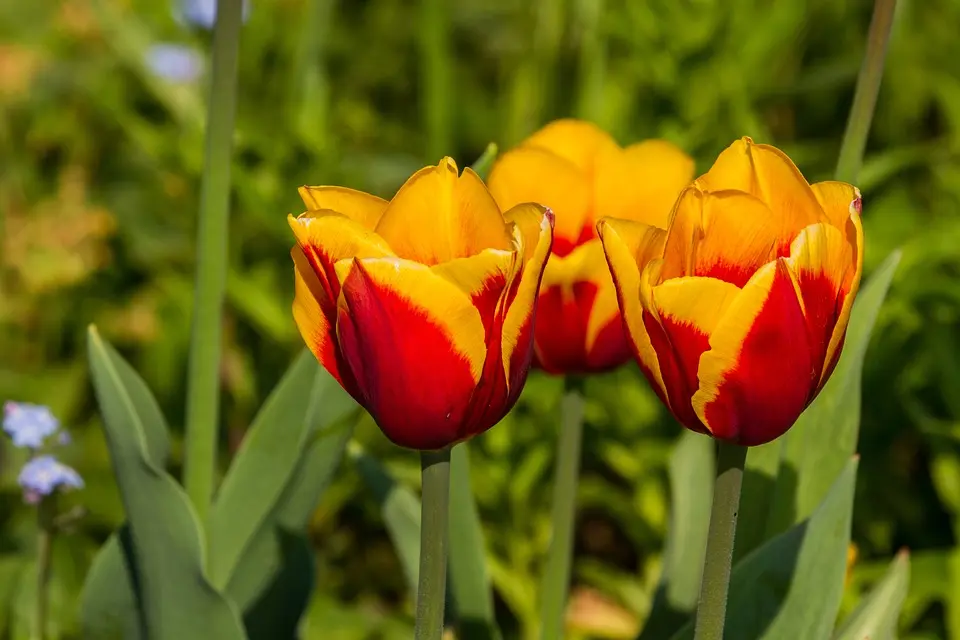 MeinBezirk.atNatur im Garten Tipp: Prachtvolle Amaryllis und was danach zu tun ist.Amaryllis Was ist nach der Blüte zu tun Die Vorweihnachtszeit hat bereits 
vielerorts Einzug gehalten. Damit finden sich in den Geschäften alle Jahre 
wieder....vor 6 Minuten