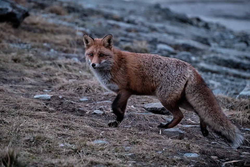 Der Rotfuchs ist Tier des Jahres 2025